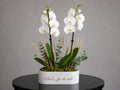 Orchid Elegance 126