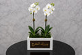 Orchid Mabrook Takharuj