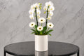 Ivory Orchid Vase w25