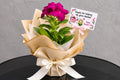 Periwinkle Gift Plant
