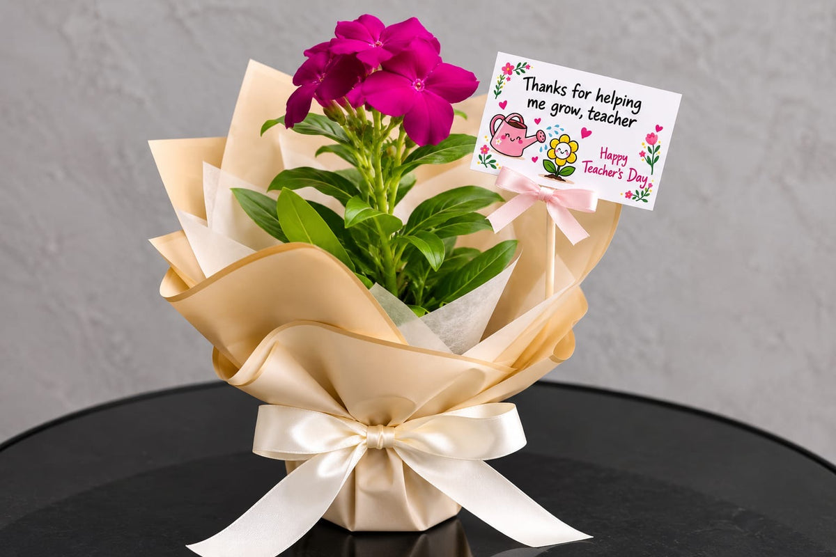 Periwinkle Gift Plant