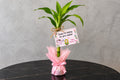 Lucky Plant for Teacher