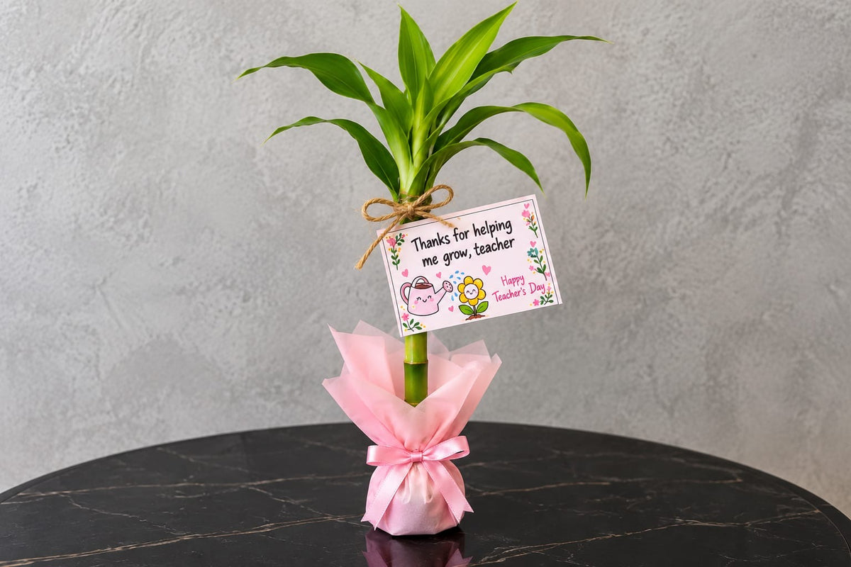 Lucky Plant for Teacher