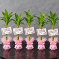 5 Lucky Plants for Teacher