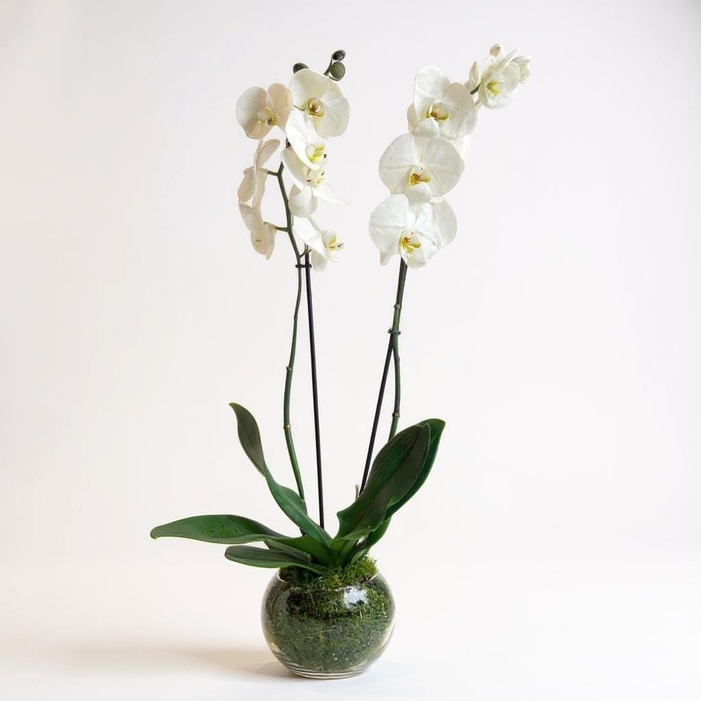 White Orchid in Round Vase