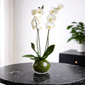 Majestic Twin-Stem Orchid Gift