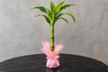 Lucky Bamboo Plant Gift
