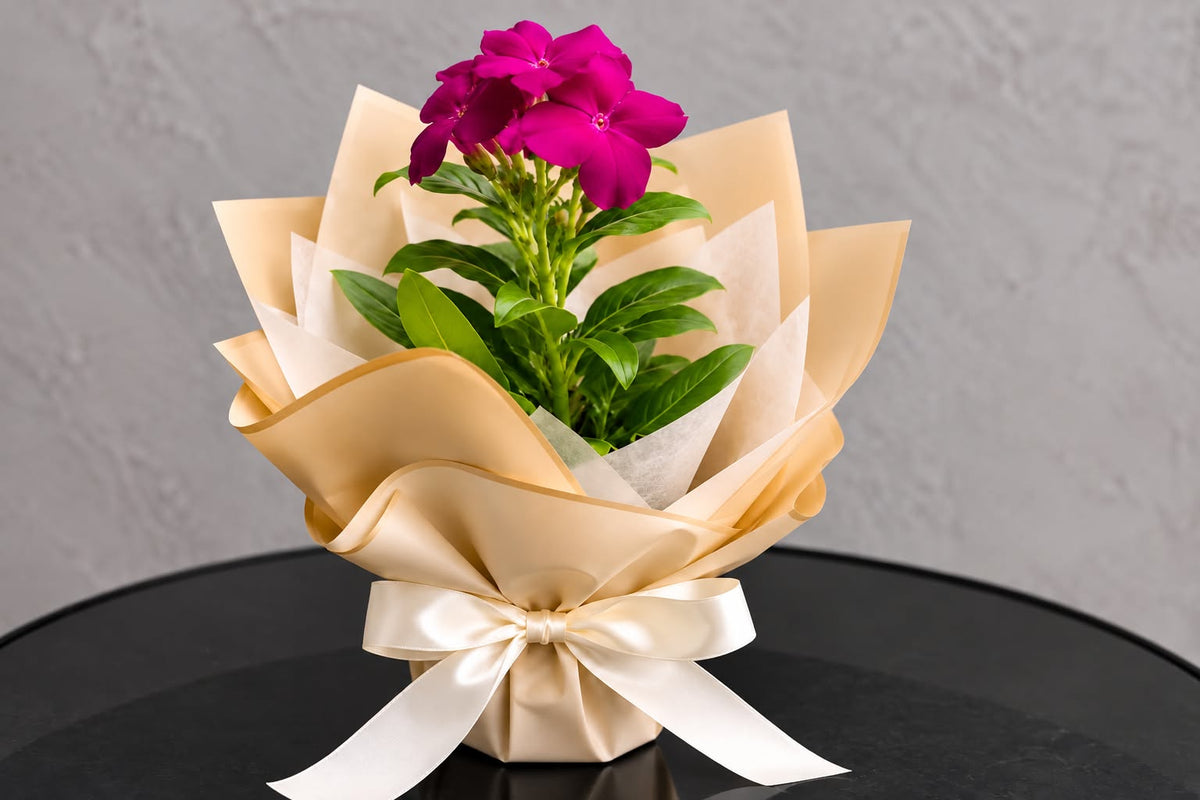 Flowering Plant Gift